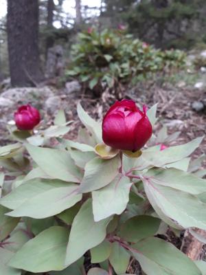 ELMAYANI DASTARATACAĞI ŞAKAYIK BÖLGESİ UZUN PARKUR
