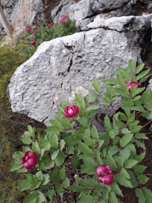 ELMAYANI DASTARATACAĞI ŞAKAYIK BÖLGESİ UZUN PARKUR