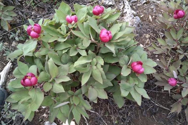 ELMAYANI DASTARATACAĞI ŞAKAYIK BÖLGESİ