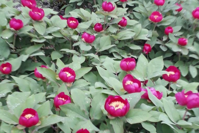 ELMAYANI YAYLASI ŞAKAYIK BÖLGESİ