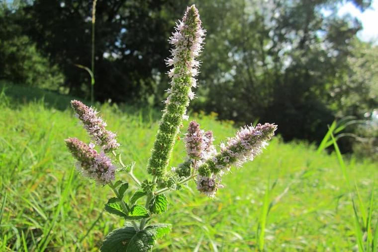 Eskihisar - Baladır  (16 km)  Yeni Parkur